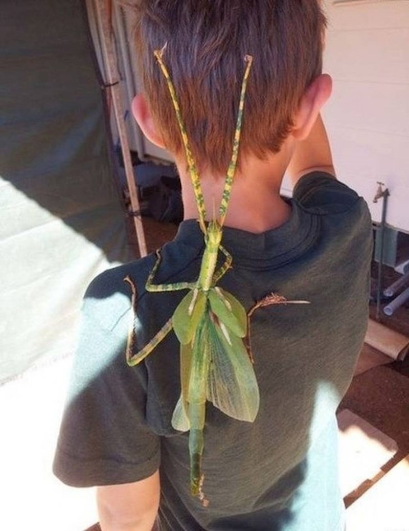 U Australiji ogromni kukci nisu nikakva rijetkost...