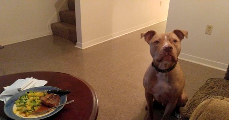 Mlada žena je iskoristila fotku svoga psa kako bi pokazala da za silovanje nisu krive žene