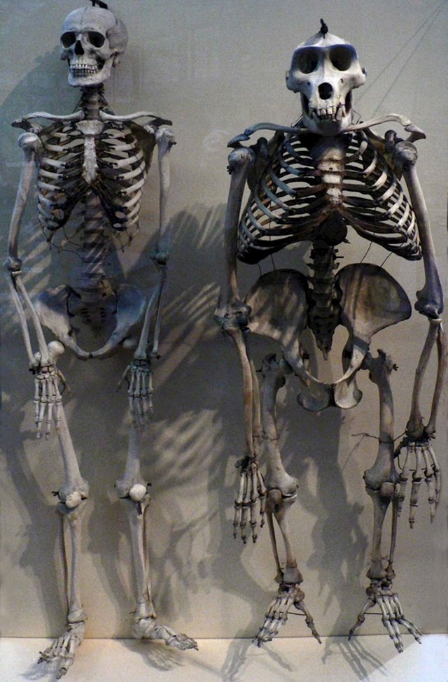 Ljudski kostur u usporedbi s kosturom gorile