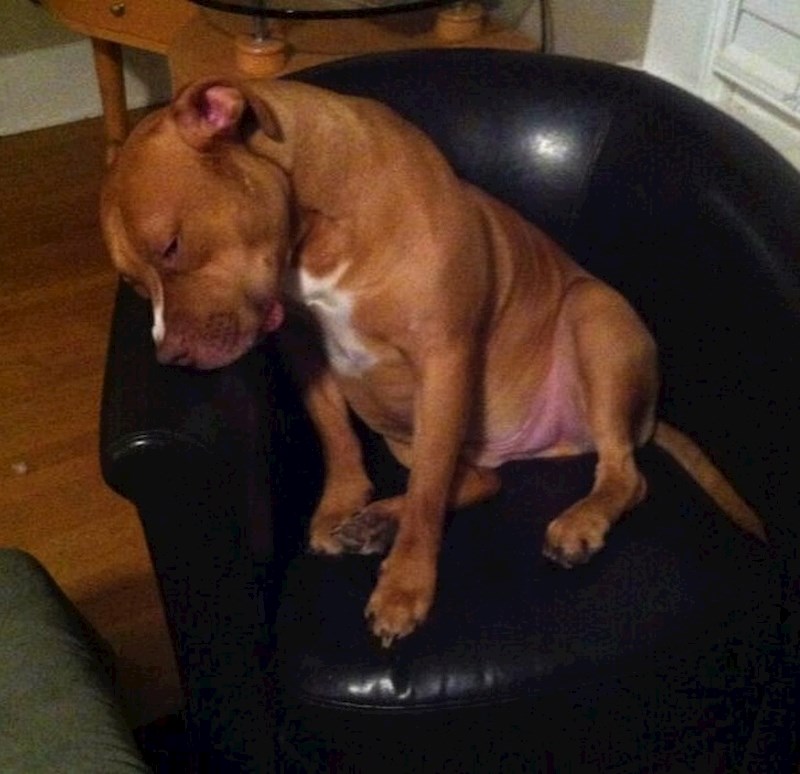 Kad se vlasnik sprema na posao.