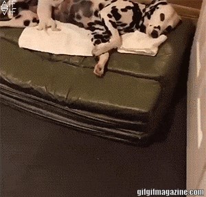 Pukli su od smijeha kad su vidjeli kako je ovo štene pilo mamino mlijeko