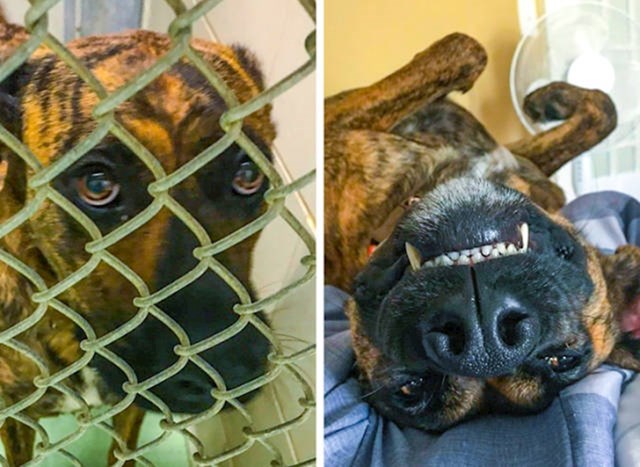 Pas prije i nakon udomljavanja