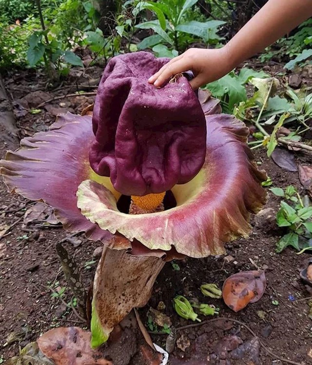 "Moj prijatelj je u Tajlandu slikao čudan cvijet. Kaže da ga lokalni stanovnici jedu (cvijet, ne prijatelja)."