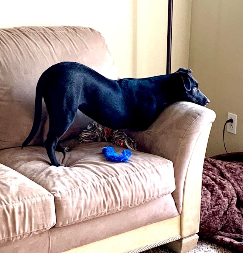 Gdje su mu nestale prednje noge?