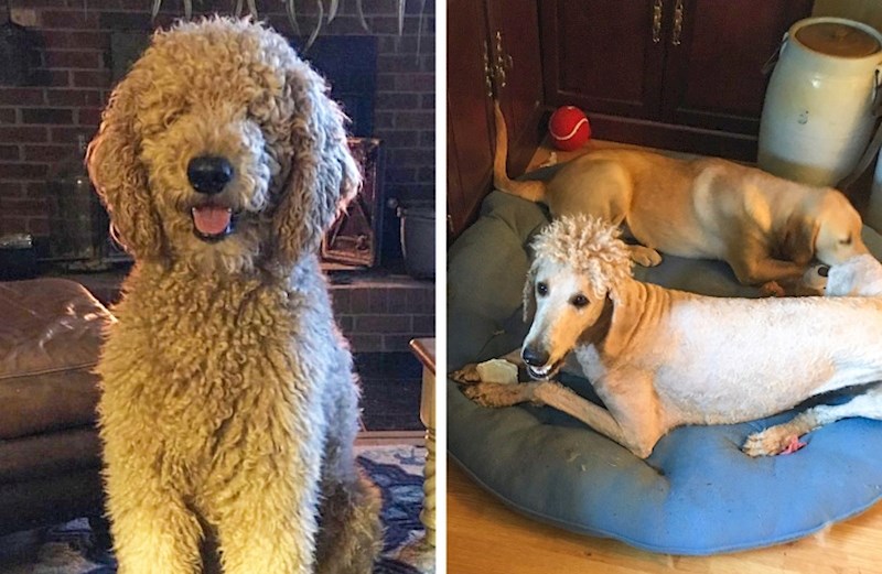 "Mama je uništila našeg psa, napravila mu je novu frizuru."