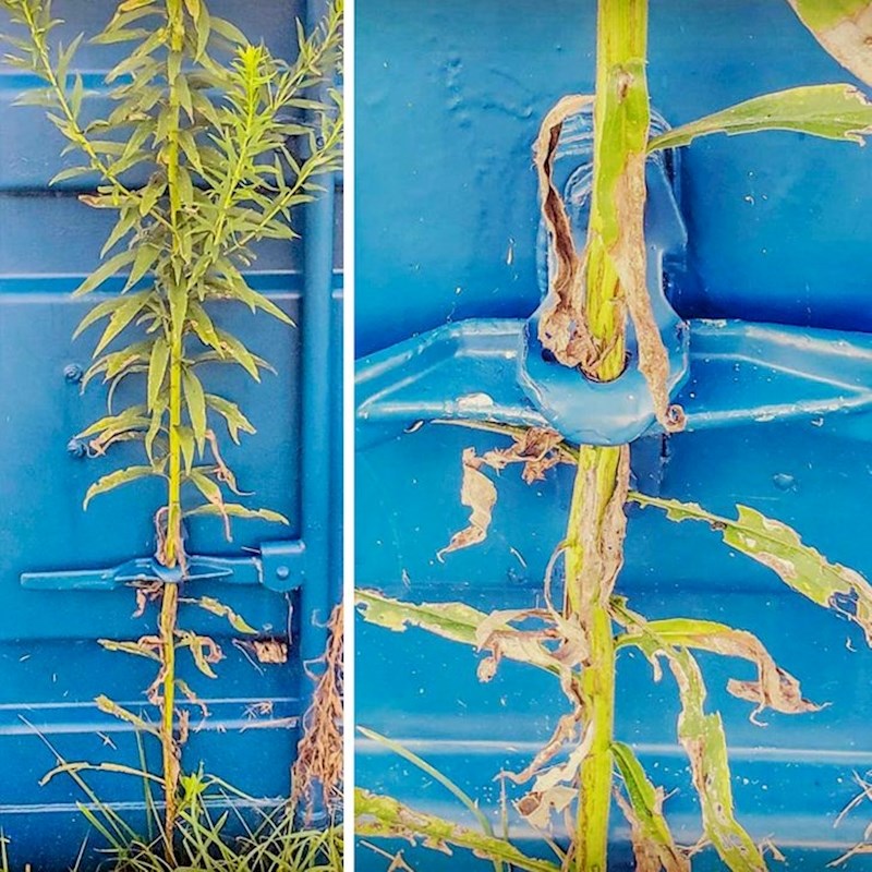 "Pogledajte kroz što je rasla ova biljka!"