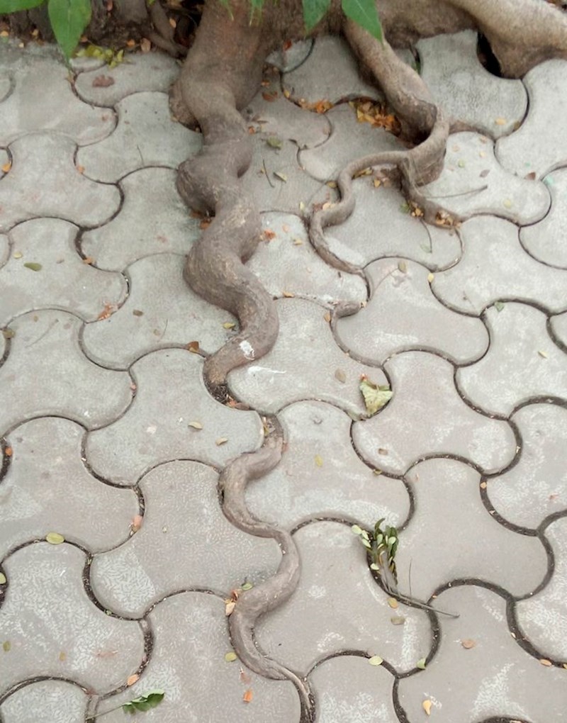 Korijen prati oblik cigle...