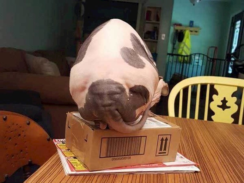 Vidite li lice na ovoj slici?