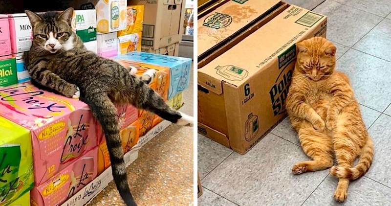 Ovaj Twitter profil skuplja slike mačaka koje se ponašaju kao da su vlasnice dućana
