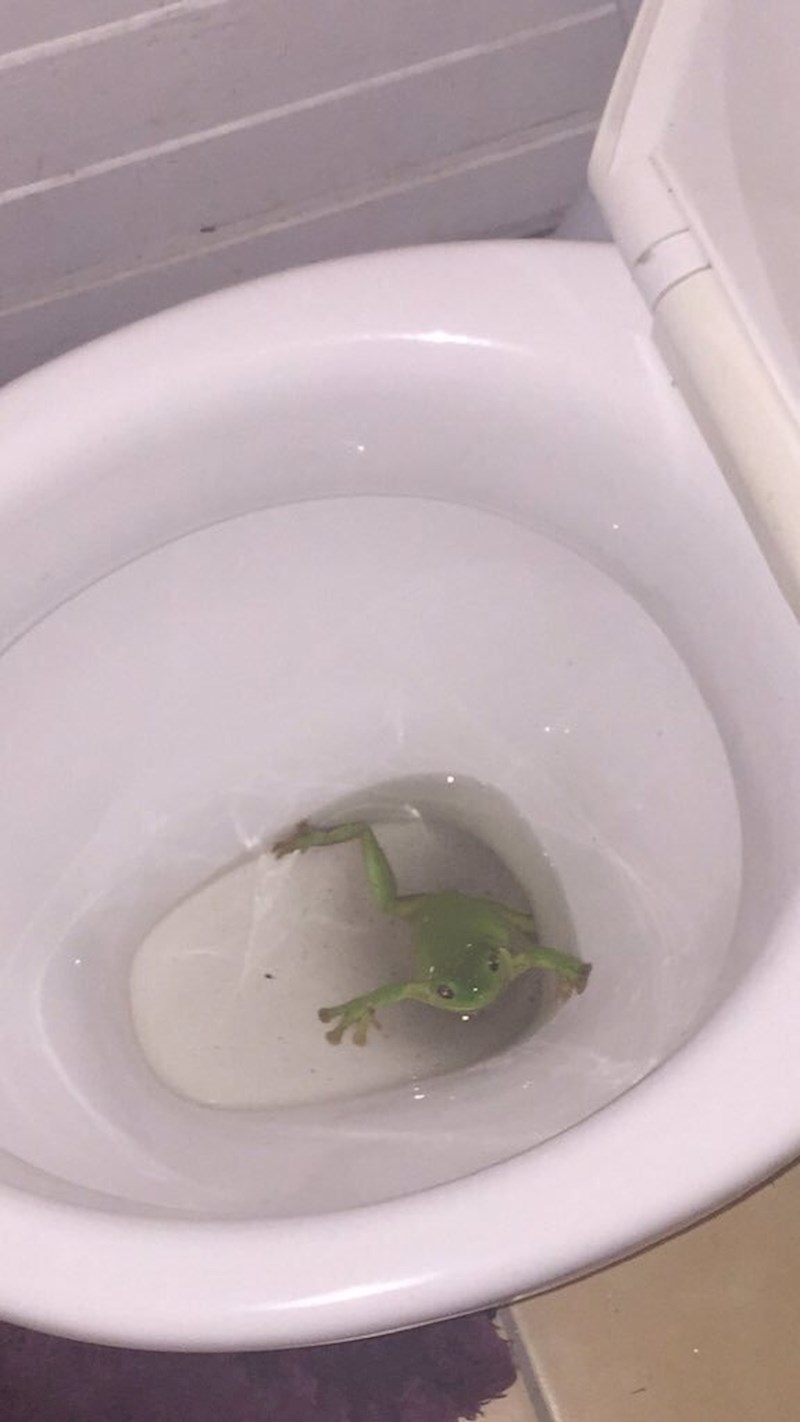 Htjela je obaviti nuždu, a onda je ugledala ovo...