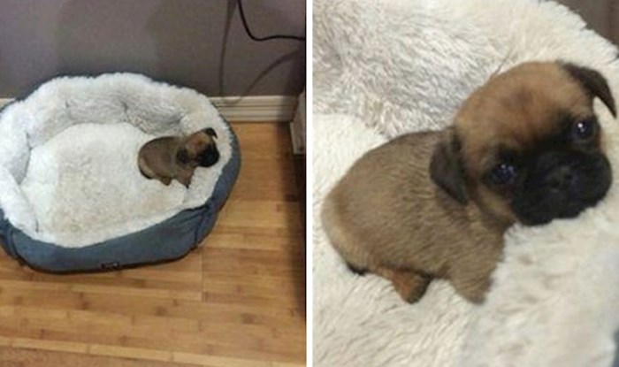 17 slatkih životinjskih slika koje svakome mogu uljepšati dan