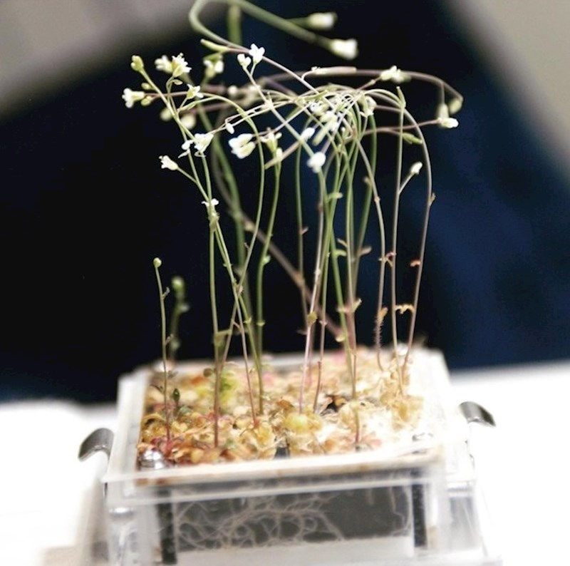 Ove biljke su narasle na svemirskoj postaji.