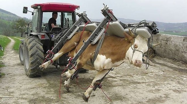Ovaj dodatak za traktor omogućuje obavljanje operacije na kravi.