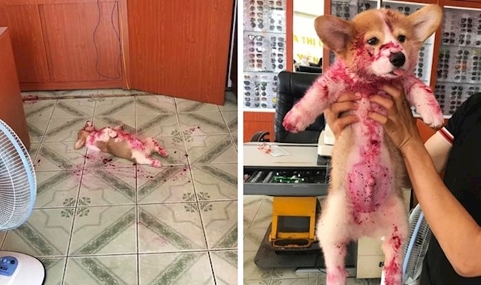 20 urnebesnih fotografija sa psima koje će vam nabaciti osmijeh na lice