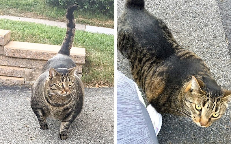 Jeste li ikad vidjeli nabildanu mačku?