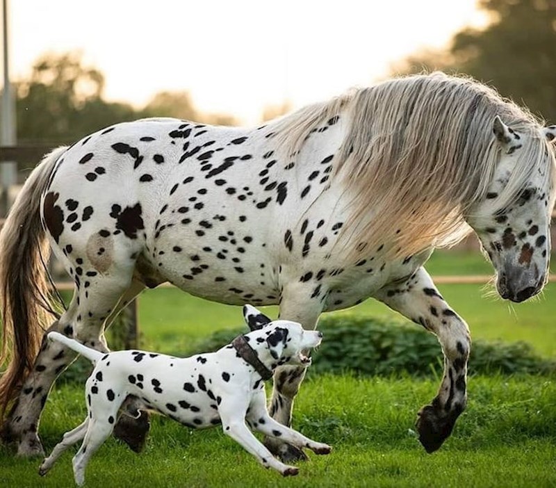 Pas je vjerojatno bio zbunjen...