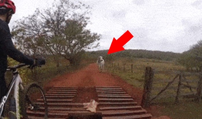 Grupa "hrabrih" biciklista je htjela otjerati bika, a onda su se osramotili pred kamerom