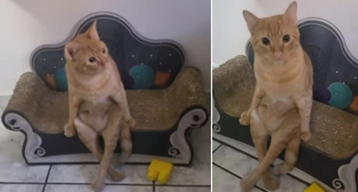 VIDEO Evo što se dogodi kad mačak pomisli da je čovjek