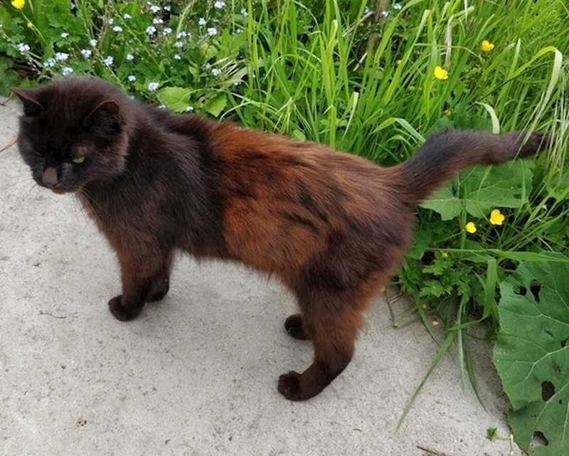 "Moja crna mačka je počela mijenjati boju."