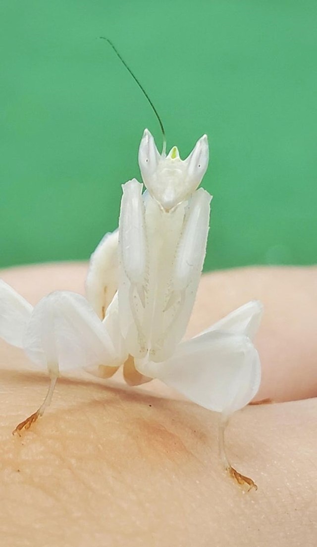 Cvjetna bogomoljka orhideja može biti i potpuno bijela... i gotovo da uopće ne izgleda kao životinja.
