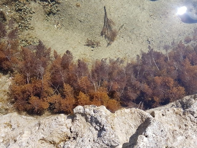 Ova morska trava izgleda kao šuma slikana s litice.