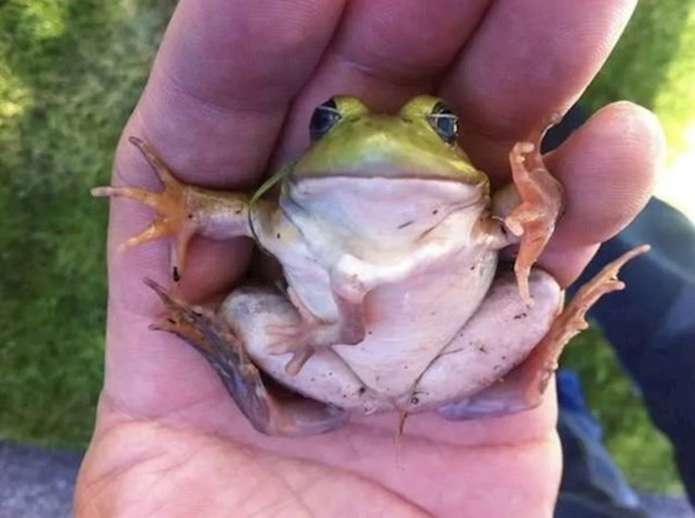 Ova žaba ima jednu dodatnu odskočnu ruku. 🙂