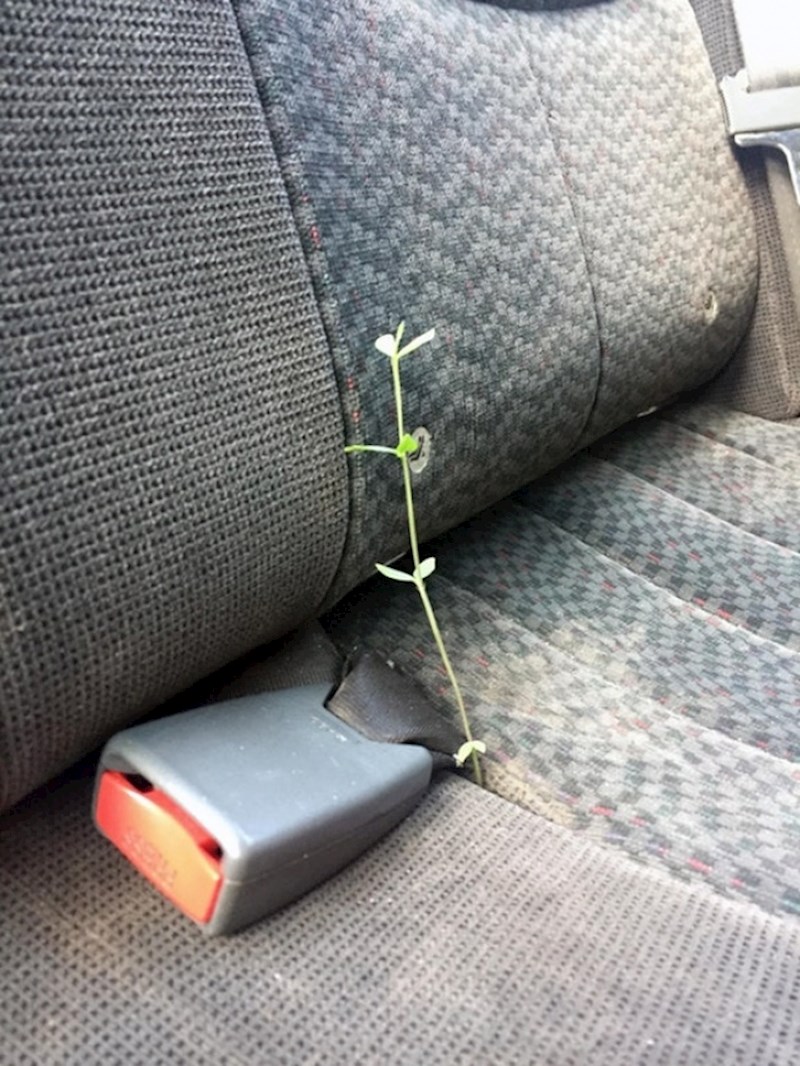 Nešto im raste u autu...