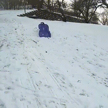 Ovaj pas ne treba vlasnika kako bi se igrao u snijegu, naočio je sam uživati u zimskim radostima