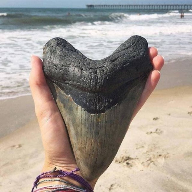 "Ovo je zub ogromnog megalodona, pronađen je na jednoj plaži u Sjevernoj Karolini."