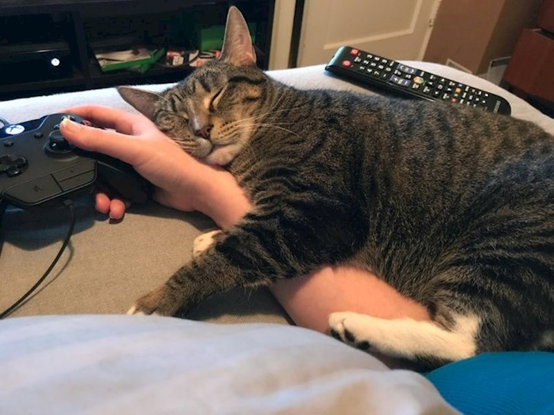 "Ovo je Zissou, voli zaspati na mojoj ruci dok igram igrice."