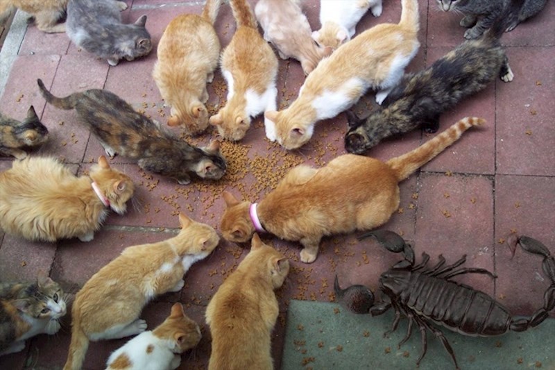 Mačke i izumrli divovski škorpion Pulmonoscorpius