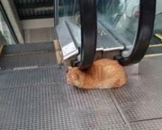 I za kraj jedna lukava životinja: Ova mica maca je znala kako dobiti besplatnu masažu.