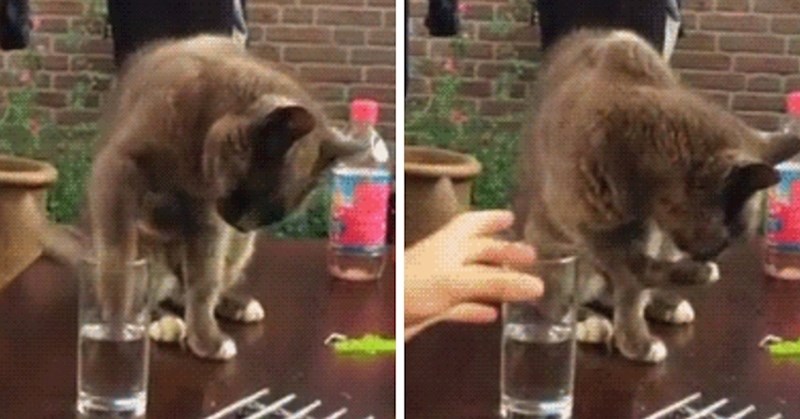 Uspjeli su zbuniti mačku koja je pila vodu iz čaše, njena reakcija će vas nasmijati