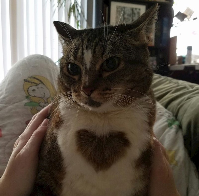 "Moja maca ima veliko srce."