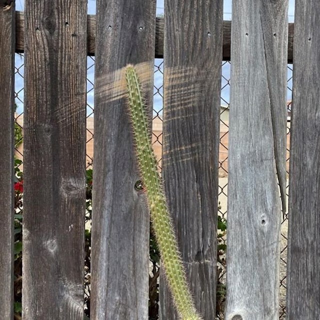 "Ovaj kaktus je utjecajem vjetra izgrebao drvenu ogradu."