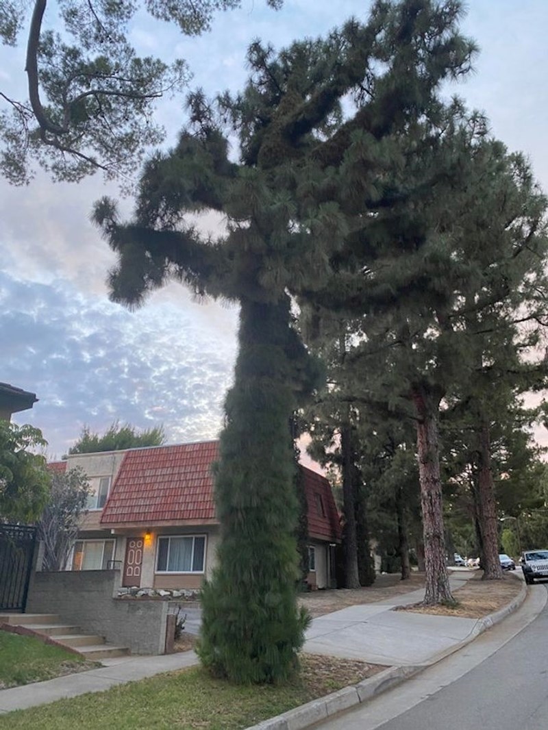 Na ovom čudno mutiranom drvetu su svugdje počele rasti iglice.