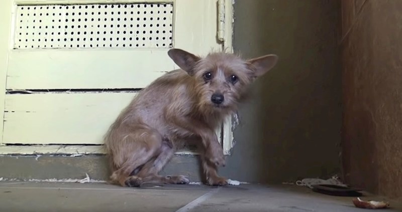 Kako psu vratiti vjeru ju ljude: Istraumatizirana kujica je drhtala i režala od straha, a onda je došao ovaj čovjek