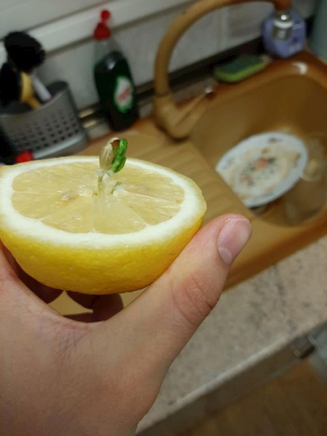 "Pogledajte što sam vidio kad sam razrezao limun."