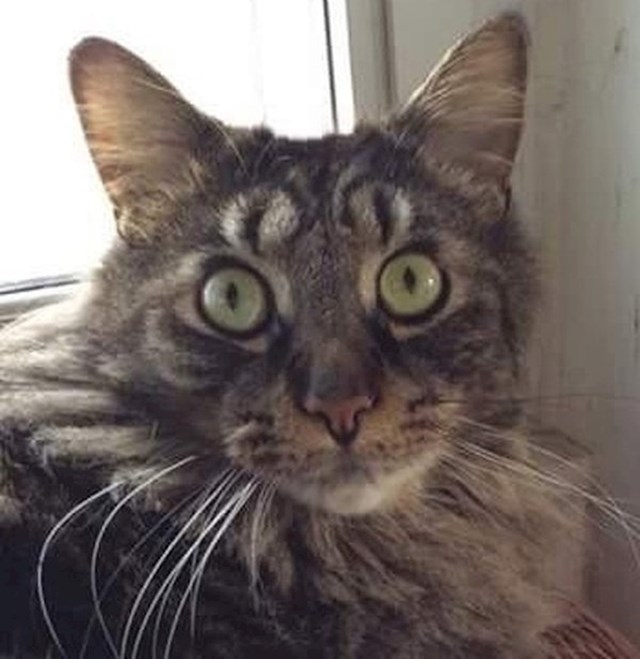 Mica maca koja iznad očiju ima šare u obliku dodatnog para očiju...
