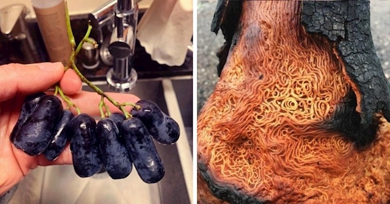 15 ljudi slikalo je najčudnije stvari na koje su u zadnje vrijeme naišli