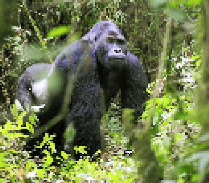 Eastern Lowland gorila, preostalo: oko 17 000 (procjena)