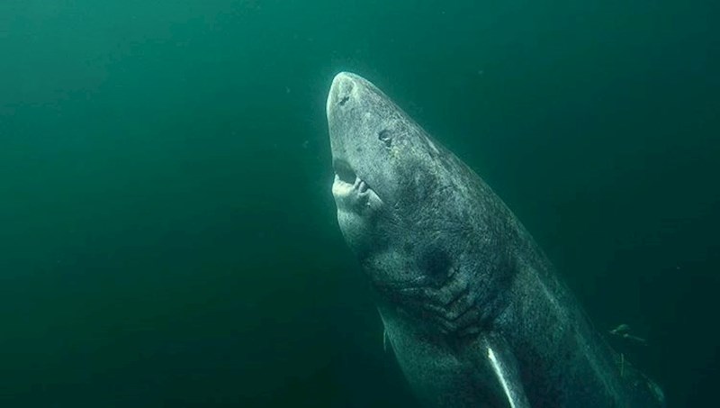 Ovaj grenlandski morski pas star je 392 godine.