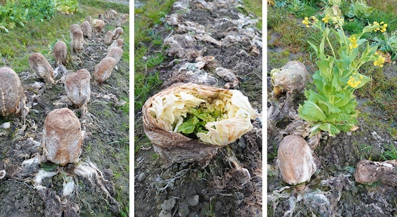 Ovo na slici pomalo izgleda kao kamenje, zar ne? Zapravo je riječ o kineskom kupusu.