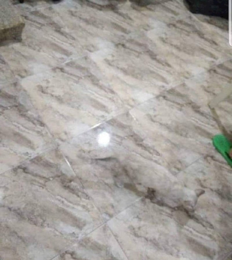 Savršena kamuflaža!