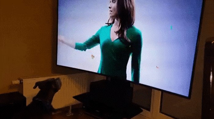Pas je ugledao nešto zanimljivo na televiziji pa reagirao na vrlo simpatičan način