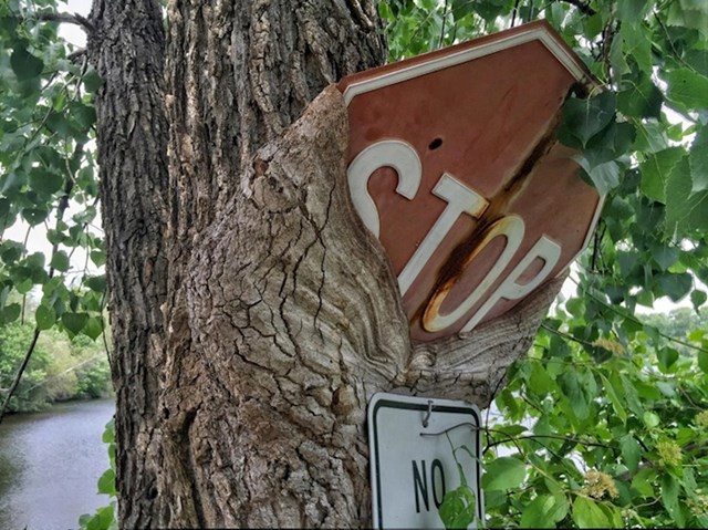 Znak STOP nije zaustavio stablo.