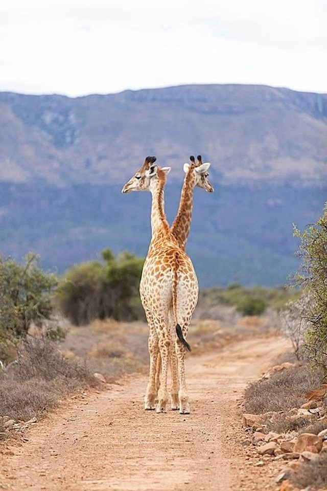 Dvoglava žirafa?! Ma ne... :)