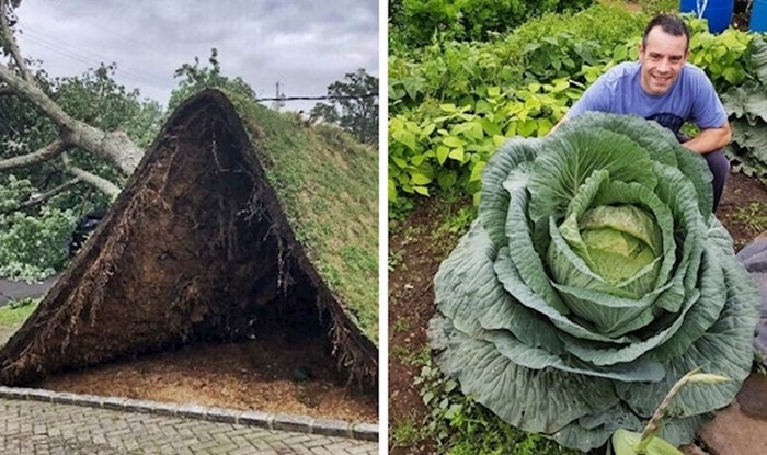 15 slučajeva kad je priroda na čaroban način pretvorila nešto normalno u senzaciju