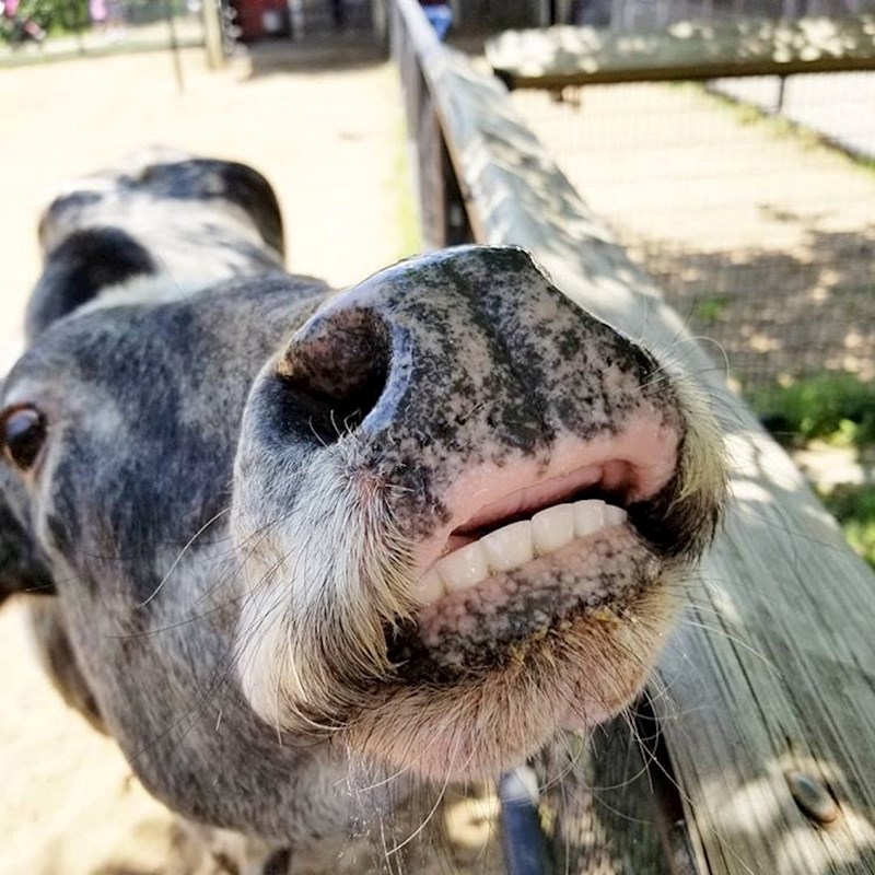 Jeste li znali da krave nemaju gornje prednje zube?