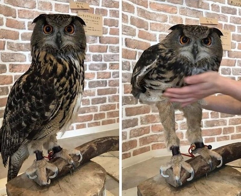 Vjerojatno ste mislili da sove imaju puno kraće noge.